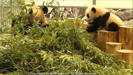 Yer Çekimine Ayak Uyduramayan Bebek Pandalar