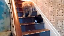 Merdivende Kedi Gören Köpeğin Çaresiz Anları