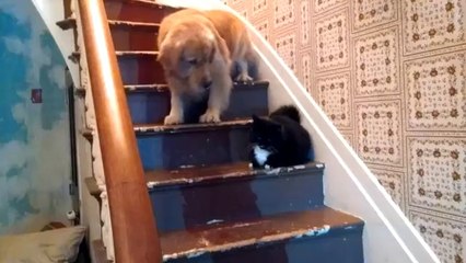 Merdivende Kedi Gören Köpeğin Çaresiz Anları