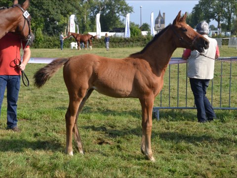 Elyra des Edènes local foal Auvers