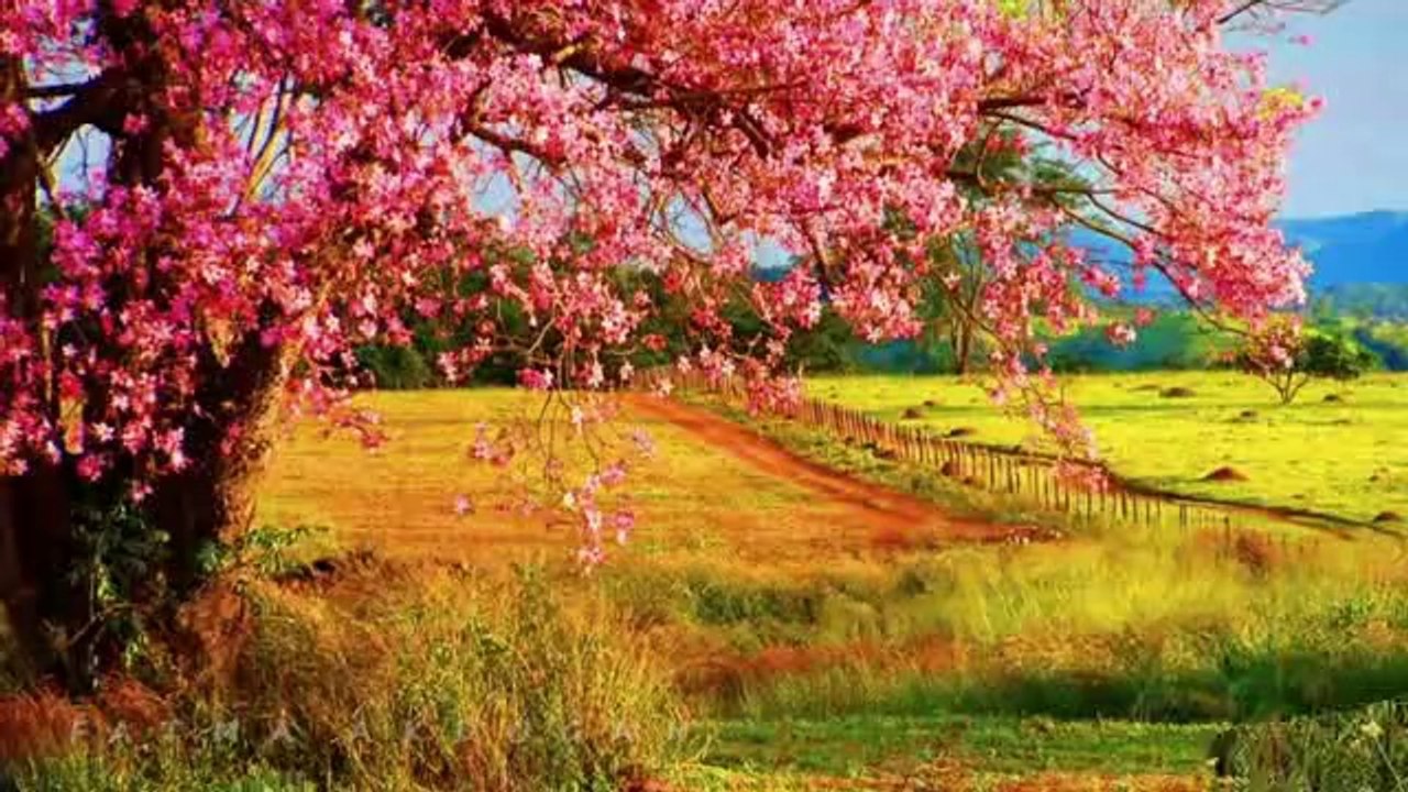 NEŞET ERTAŞ-NEREDESİN SEN