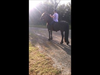 Hégon, 4 ans, à cru et en licol !