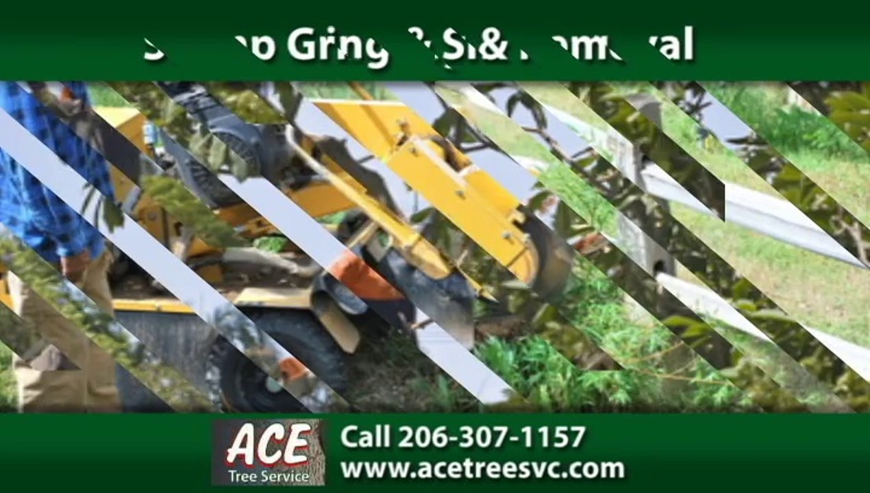 Tree Removal Company Seattle, WA | Ace Tree Service