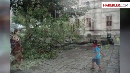 İstanbul'da 20 Metrelik Akasya Ağacı Devrildi: 2 Kişi Ağır Yaralı