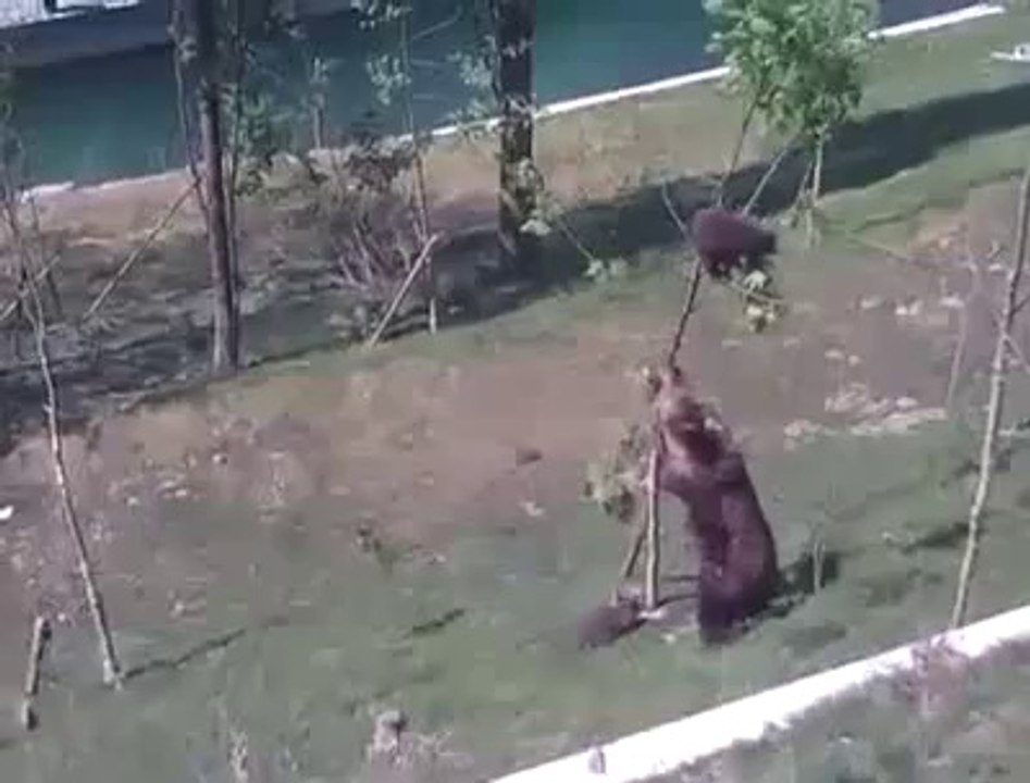 Bear Mom And Her Cub On A Tree