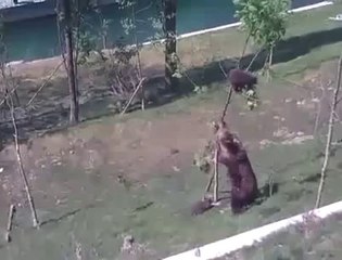 Bear Mom And Her Cub On A Tree