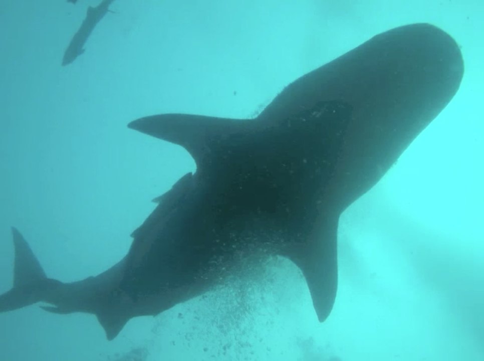 Fiji's Graceful Tiger Shark