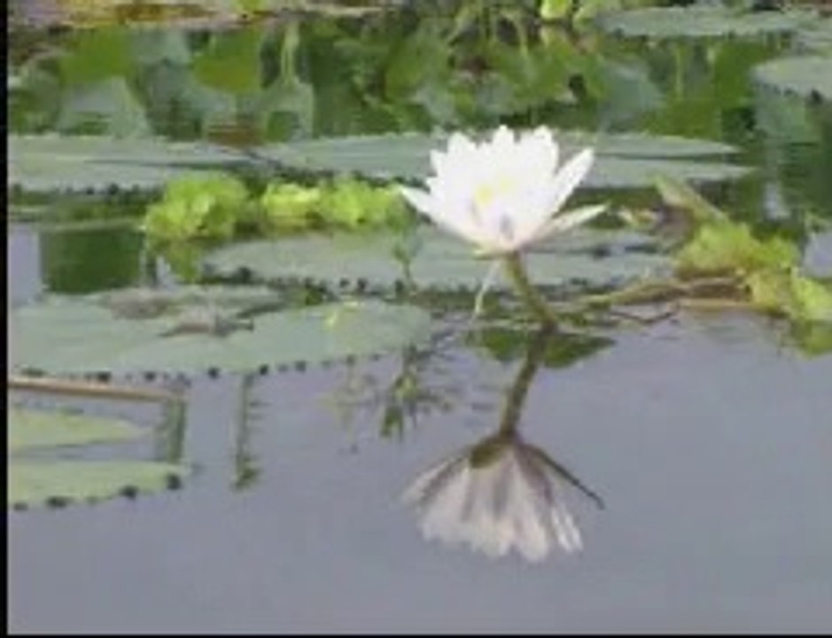 W_0029A> San Diego Chargers vs Dallas Cowboys Live Streaming