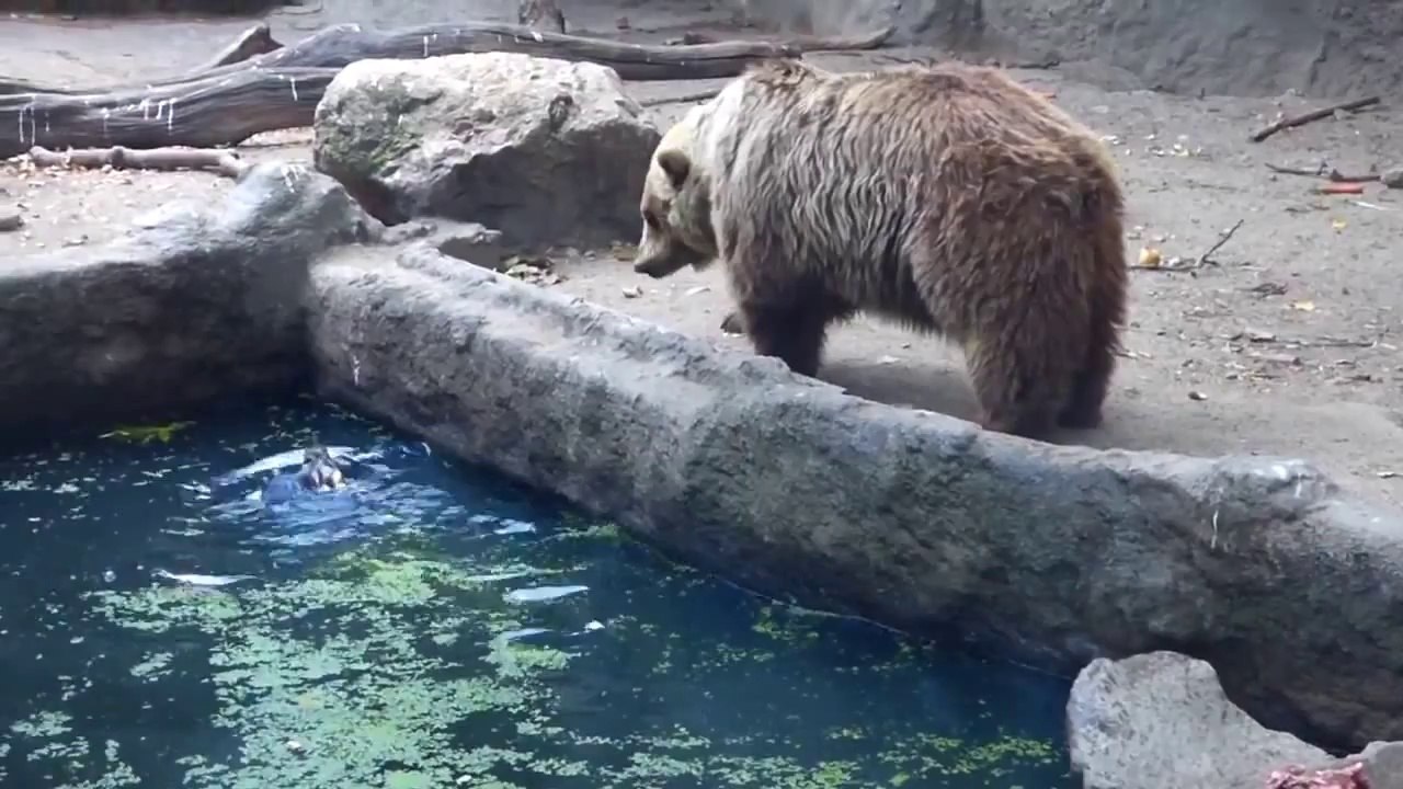 Bear SAVES Crow from DROWNING! Parody.