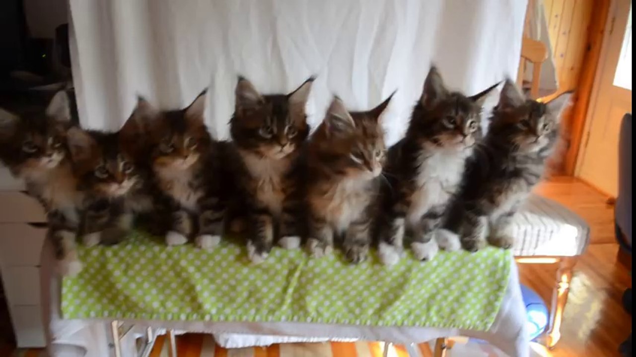 7 kleine Kätzchen bewegen sich synchrone miteinander - wegschmeiss.de