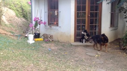Sneaking Lion Cub Gives Dog Fright