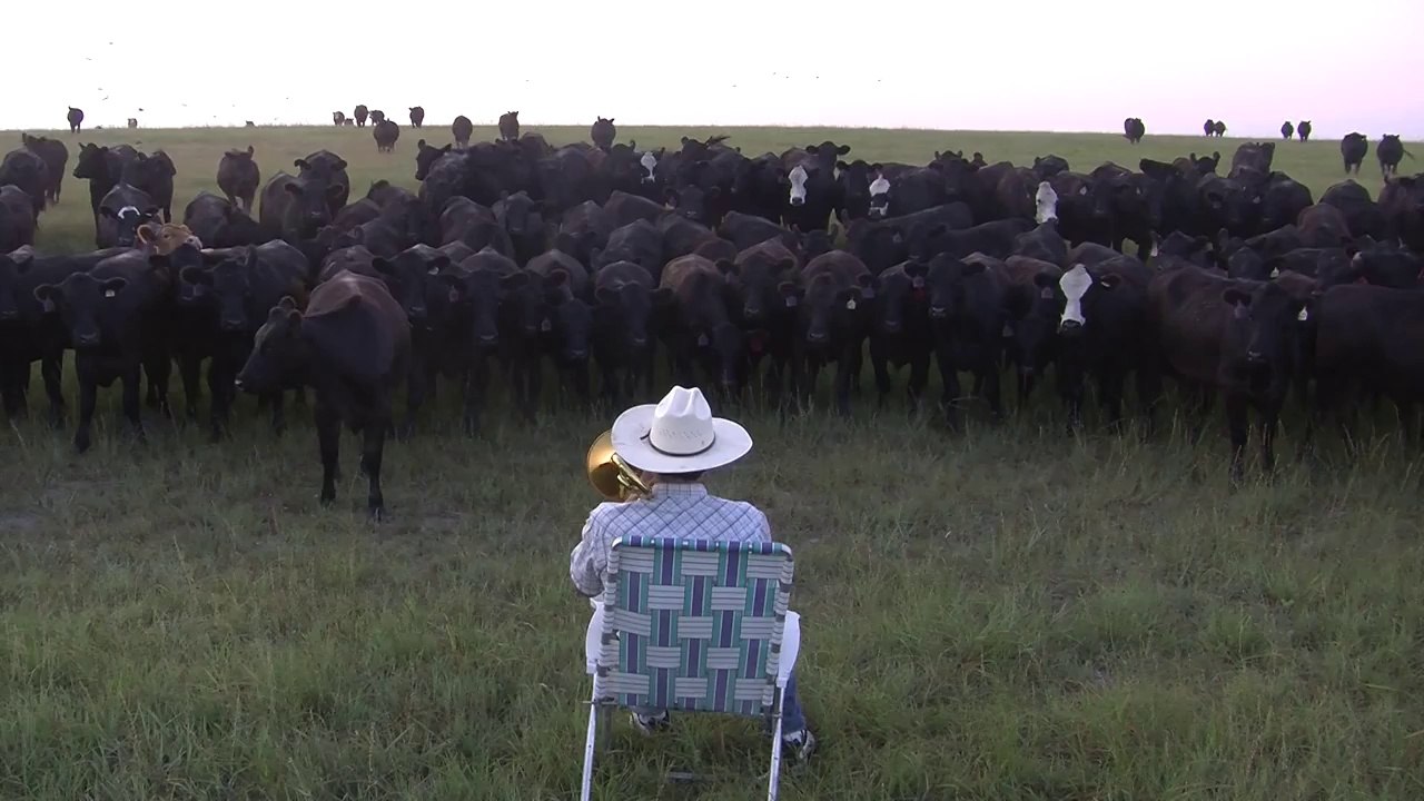 Serenading the cattle with my trombone