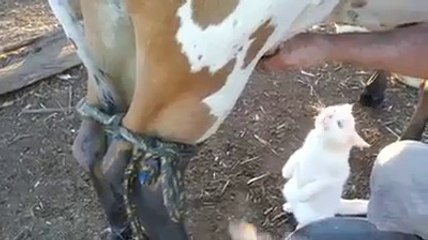 kedinin taze süt keyfi 2