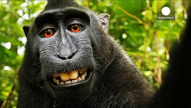 Wikimedia says taking a selfie is monkey business