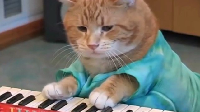 Lolcat : les chats souvent incompris ou mal à l'aise