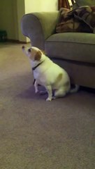 Anil Sharma Amrapali Group