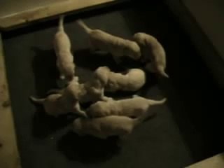 Well Hang Out and Interactive Puppies