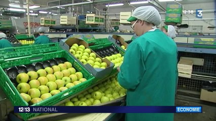 Les producteurs de pommes du Limousin s'inquiètent de l'embargo russe