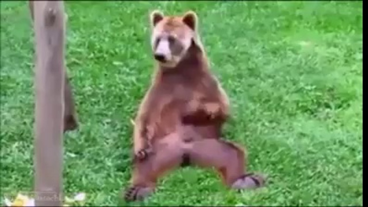 Funny animals