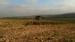 Boars play hide and seek in a wheat field !