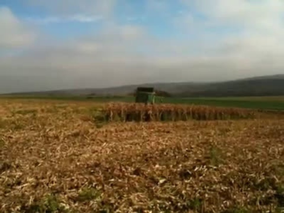 Boars play hide and seek in a wheat field !