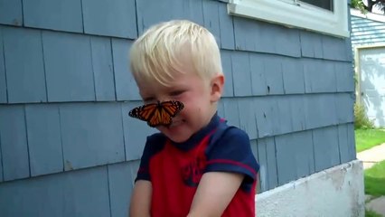 Un papillon se pose sur le nez d'un enfant. Moment magique...