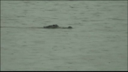 Floride : un enfant de 9 ans attaqué par un alligator