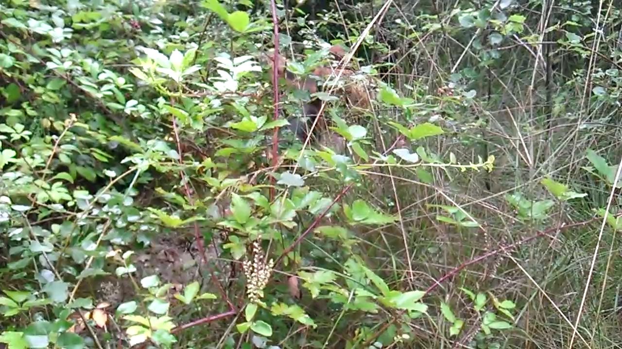 Les Bassets Artésiens Normands de la Petite Dordogne en promenade.