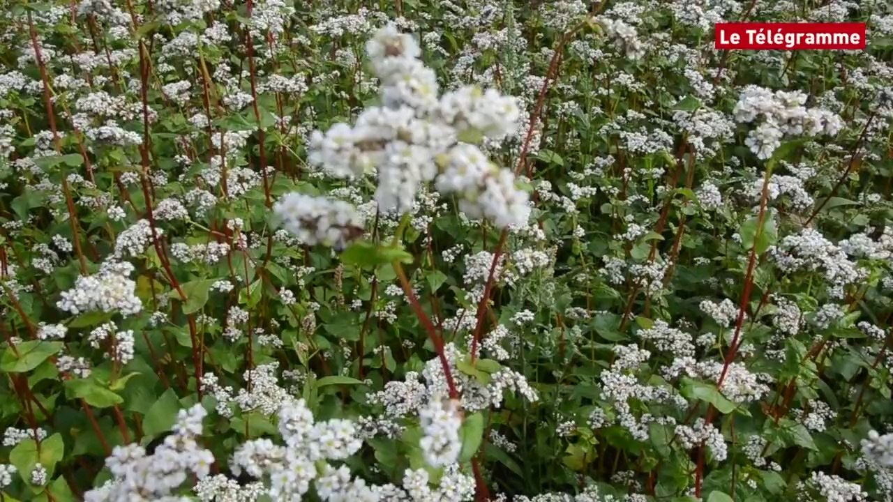 Bretagne. Le blé noir est en pleines fleurs