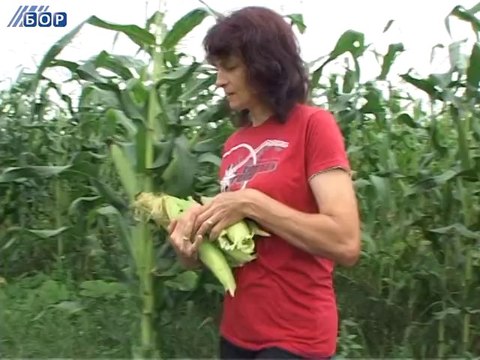 Dobar rod kukuruza, 08. avgust 2014.