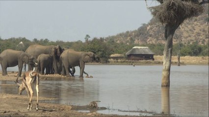 Les animaux du parc Kruger