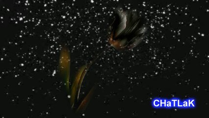 TAN DOĞUM GÜNÜ  CHaTLaK