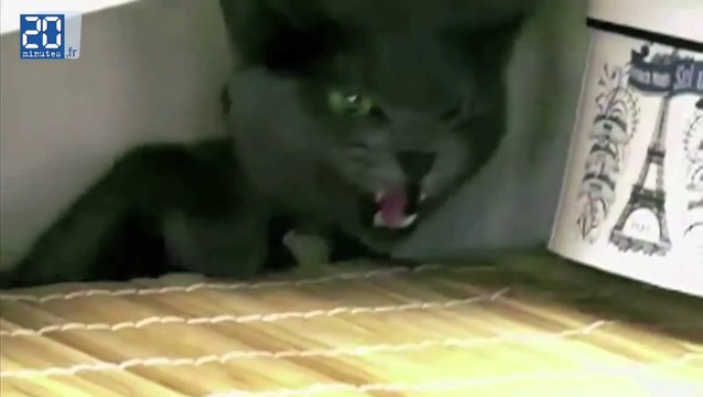 Les méchants chats du web