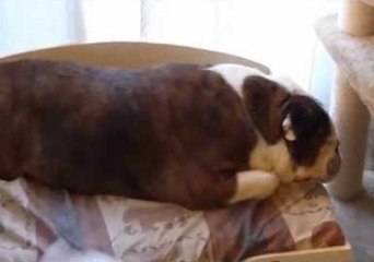 Sphynx Loves to Cuddle Her Gentle Bulldog Friend