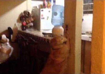 Energy-Conscious Golden Retriever Turns Off the Lights