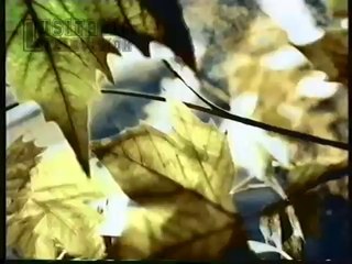 Рекламный блок (SAT.1 [Германия], 1997) Bridgestone, Citibank, Blend-a-med, Gillette, Michlein