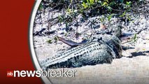 Crocodile Captured Eating Shark; Becomes Local Celebrity