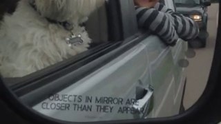 A random video of a dog with his head out a car window