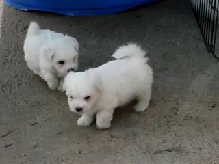 003-Bébés Grace Kelly x Lucky Luke