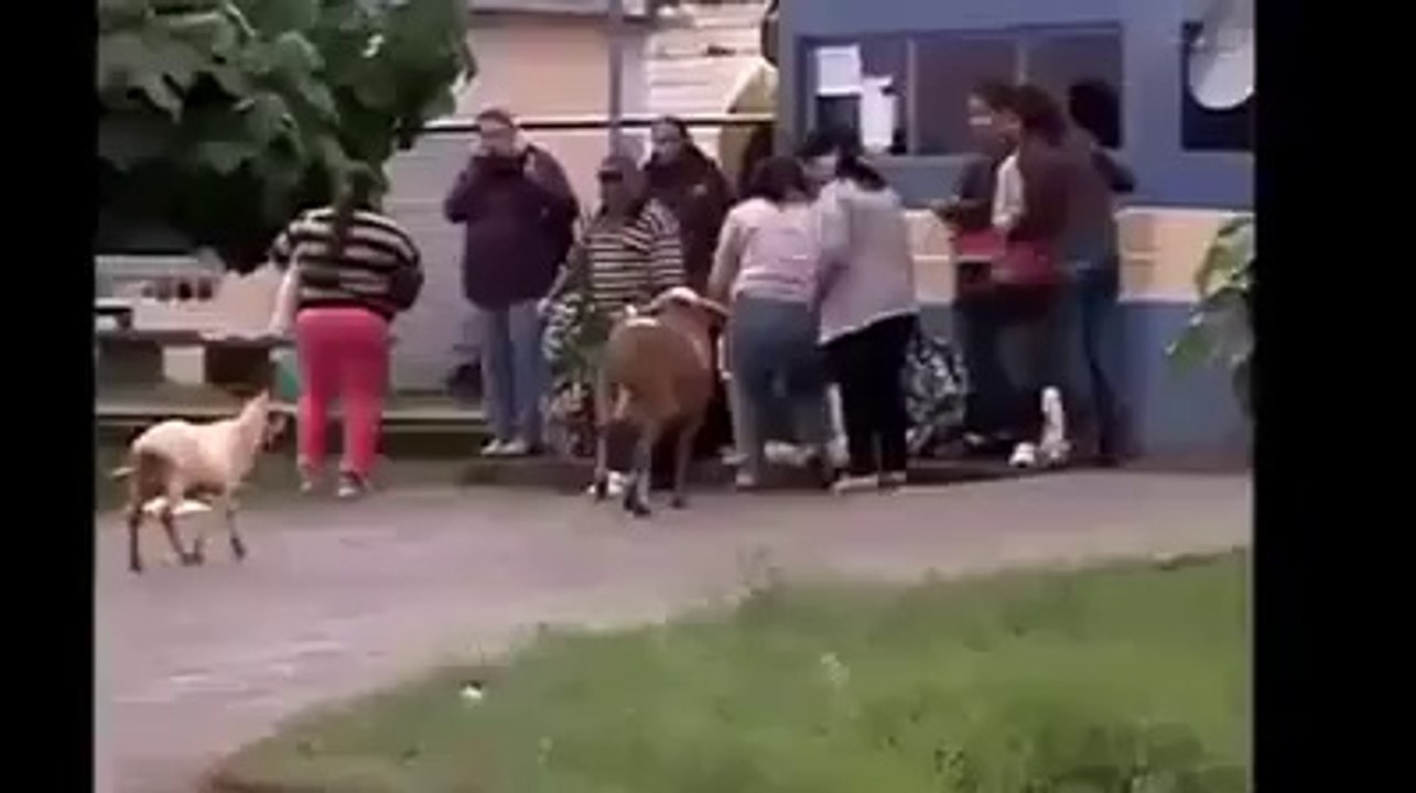 Sheep and people - funny video