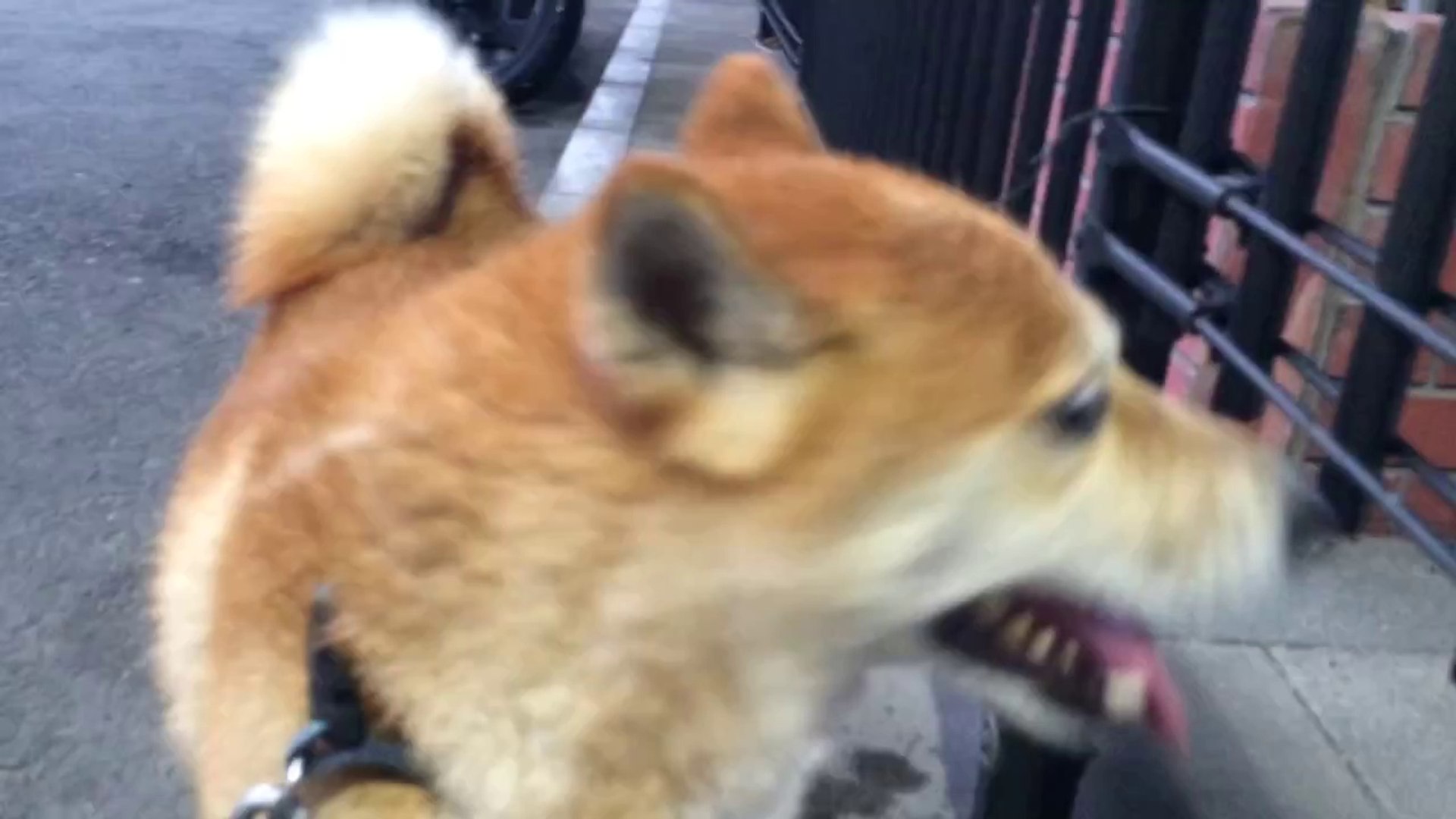 shiba inu 柴犬スペック 20140809