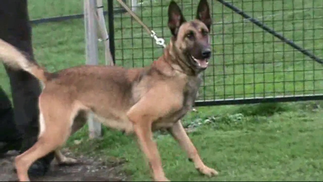 Mecberger Gilda @ Schutzdienst 2013