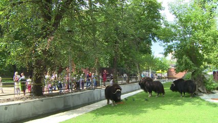 Animais sofrem com embargo na Rússia