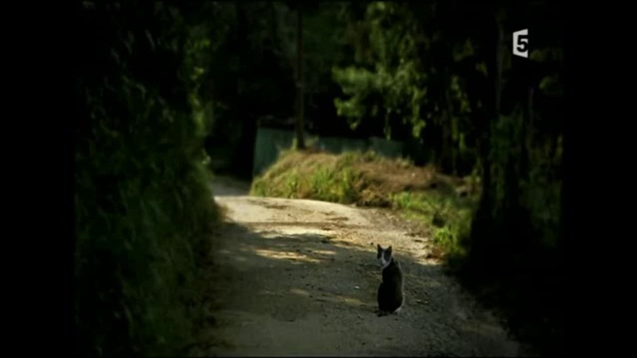 Dans la peau des animaux