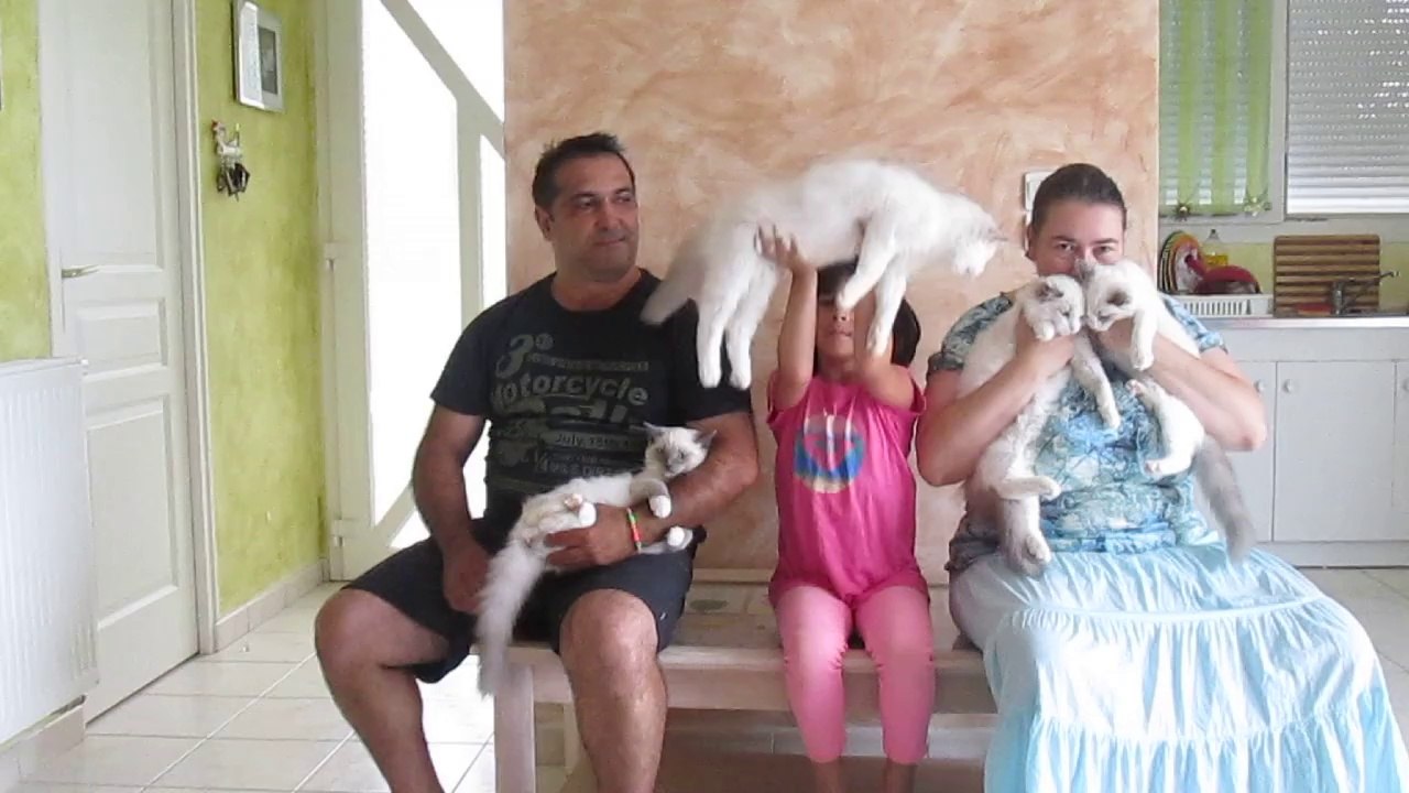 vacances ragdoll amour