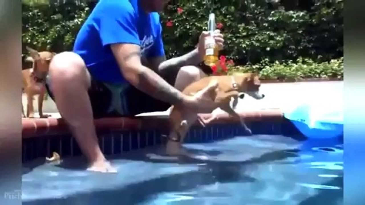 Funny Animals Compilation 2014 - Video Dailymotion