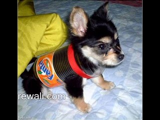 funny video - funny dogs, cats emails collection rewali.com - Video Dailymotion