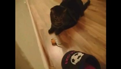 Funny Cats Compilation - Funny Cat Videos Ever- Funny Videos - Funny Animals Funny Animal Videos 12 - Video Dailymotion_2