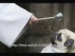 funny photos of animals, pets - Video Dailymotion