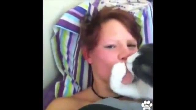 FUNNY VIDEOS- Funny Cats - Funny Cat Videos - Funny Animals - Fail Compilation - Cats Fails - Video Dailymotion
